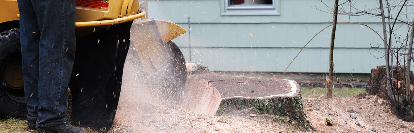 Stump Grinding, Stump Removal Westfield, IN | Indiana